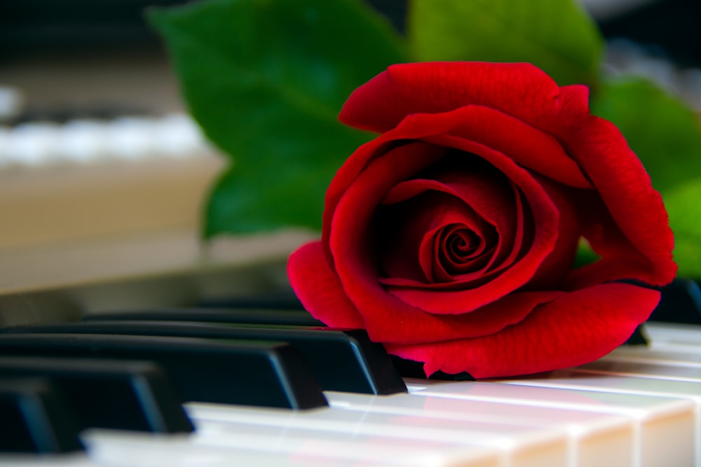 red rose on top of piano