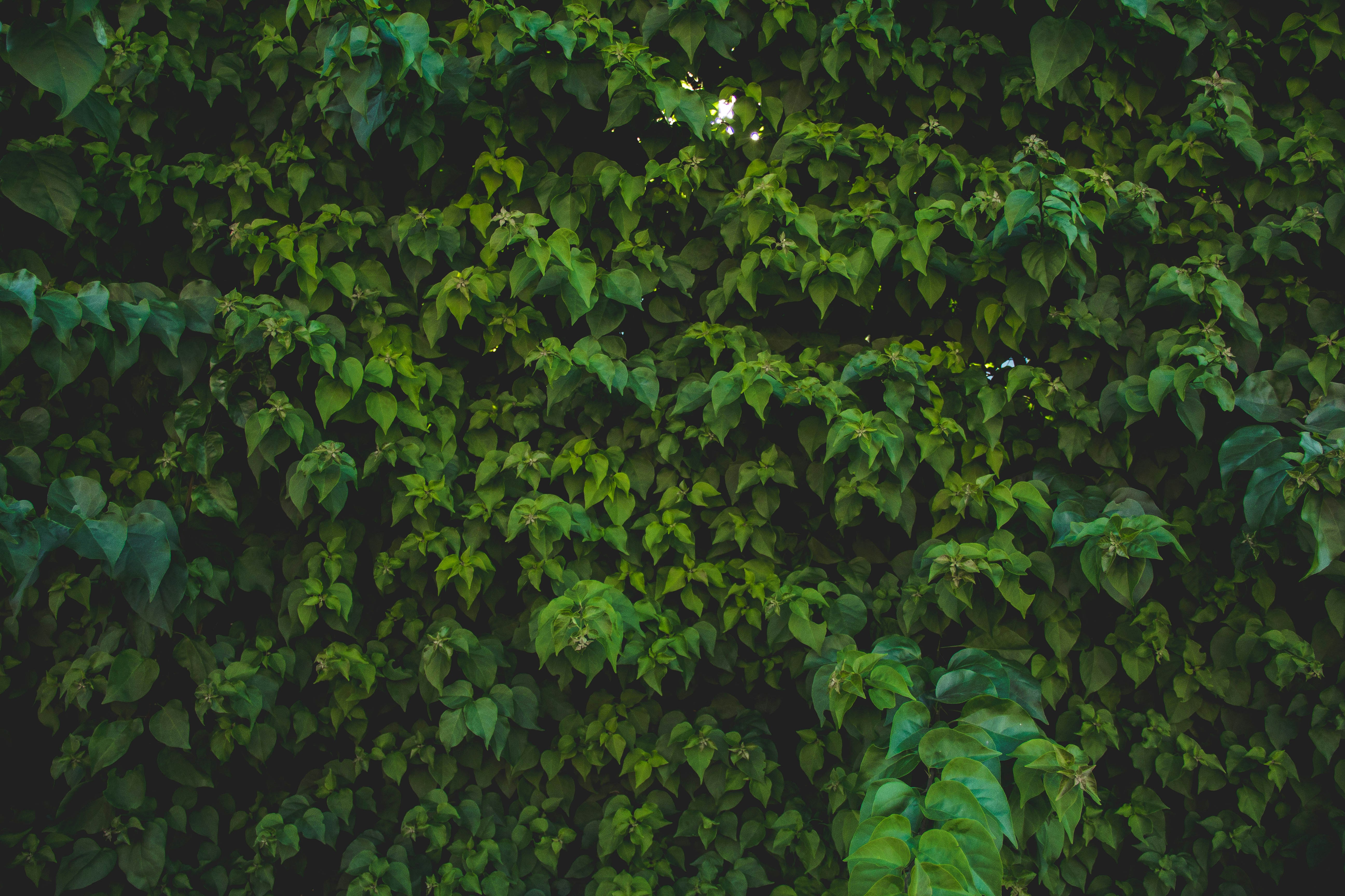 Photo by chrismathew