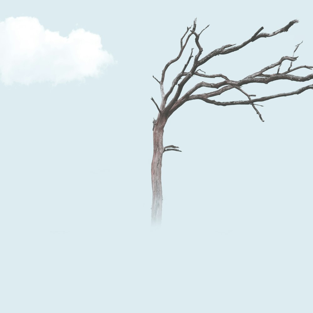 brown bare tree illustration