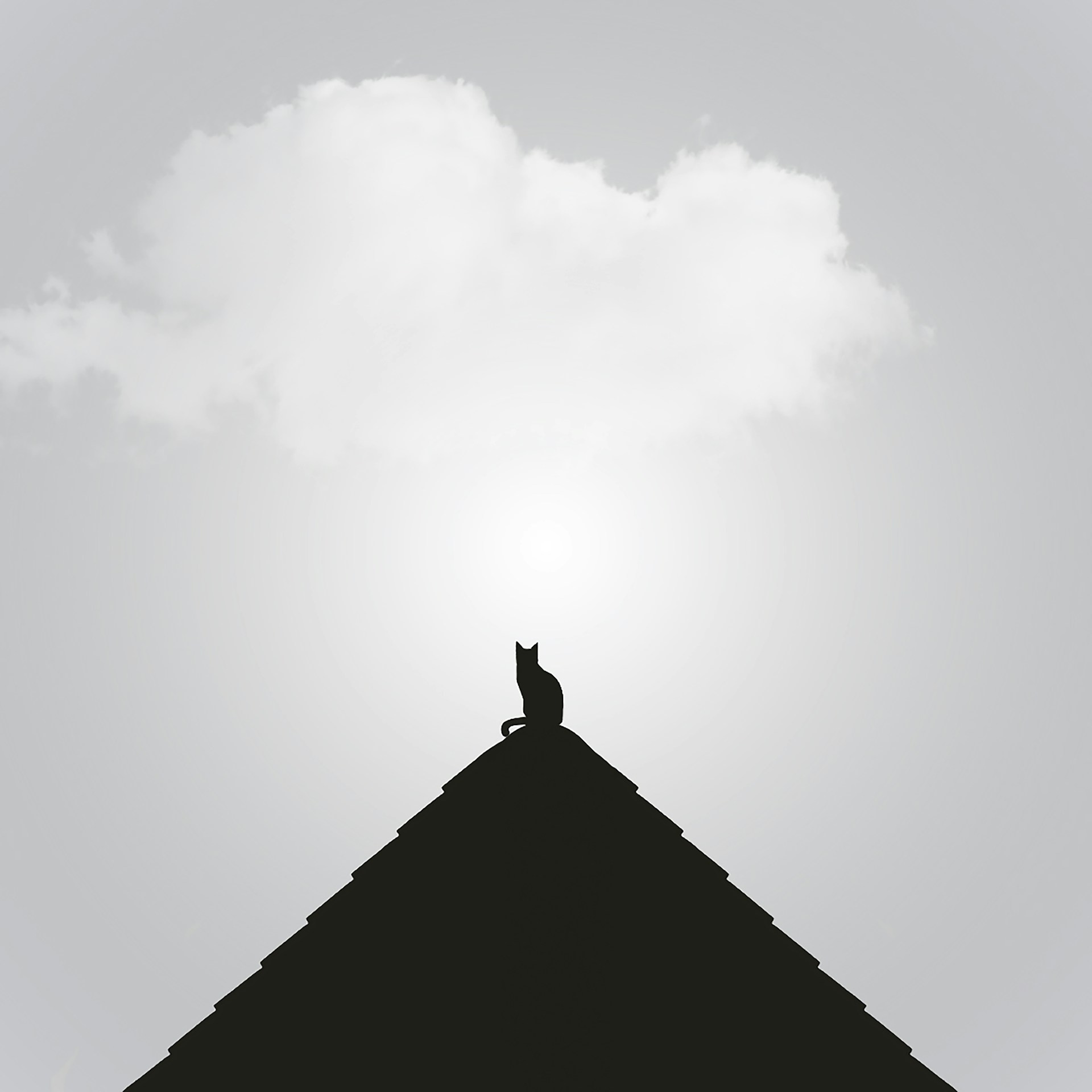 silhouette of cat under cloudy sky