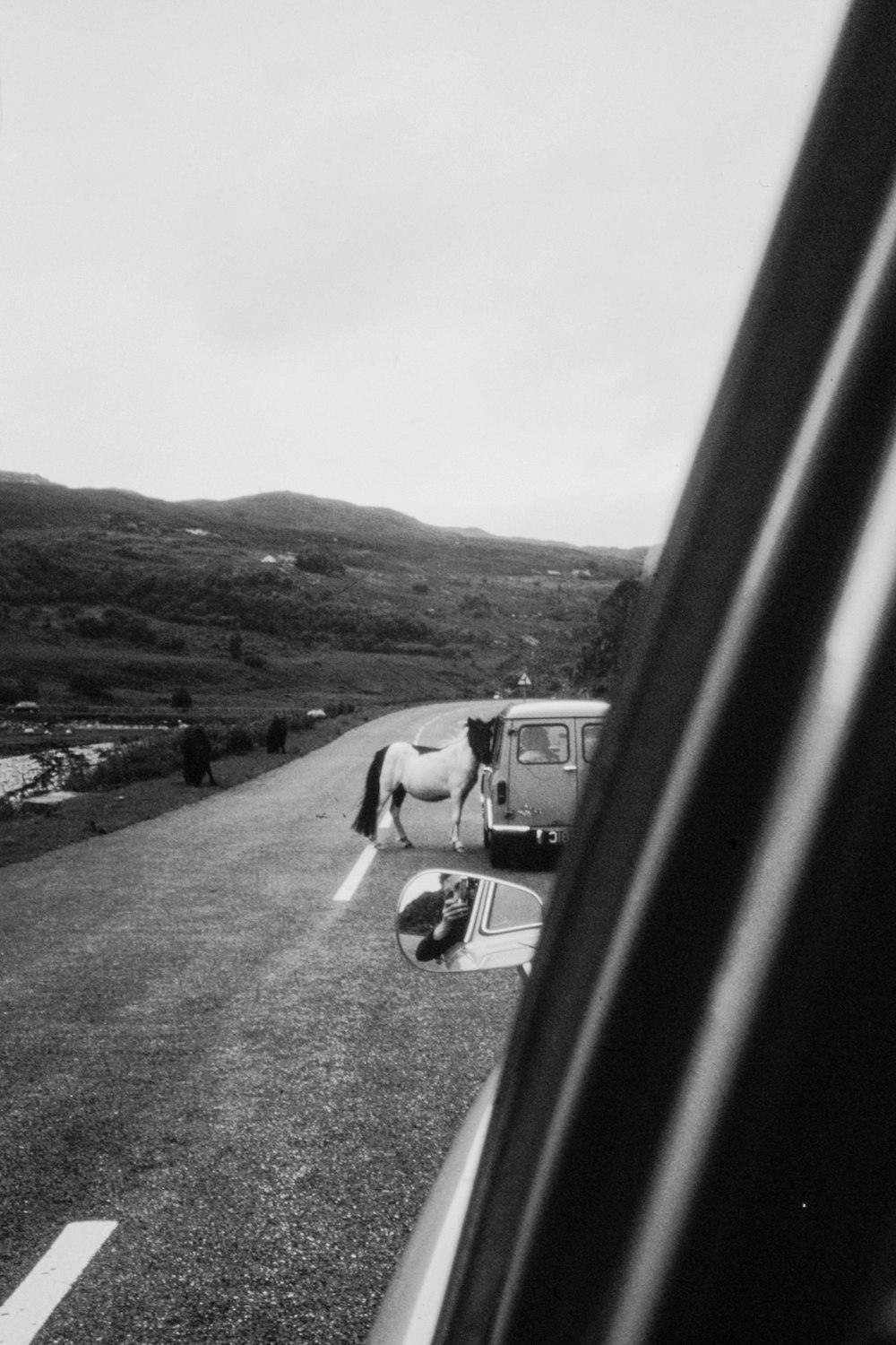 horse near vehicle on asphalted road