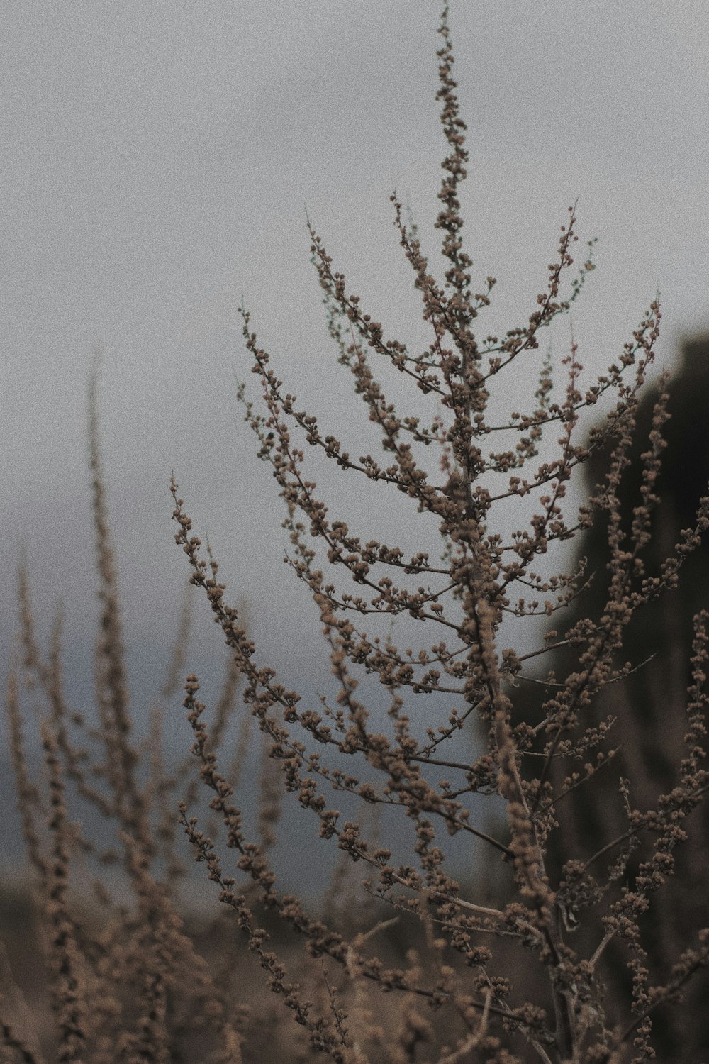 brown leafed tree