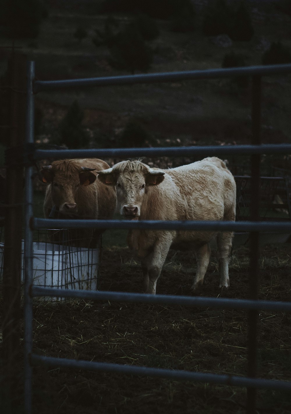 a couple of cows that are standing in the grass