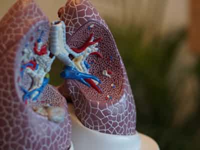 Lunger: Hvor stor er din lungekapacitet? 🌬 (Beregner)
