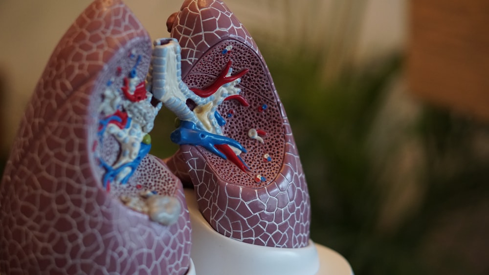 肺の解剖学的構造の選択焦点写真