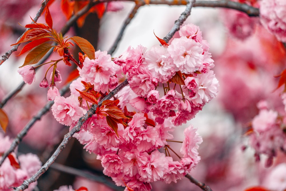 tilt shift focus photography of pink tree