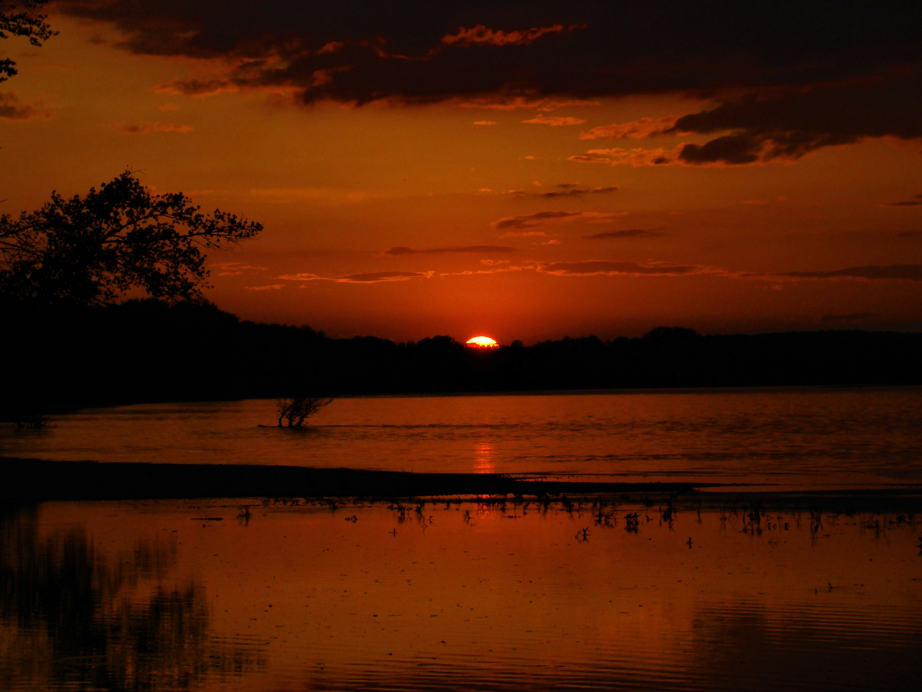 silhouette photography of trees