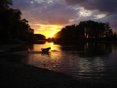 Animated pets interacting happily under a warm sun near a peaceful lake with benches