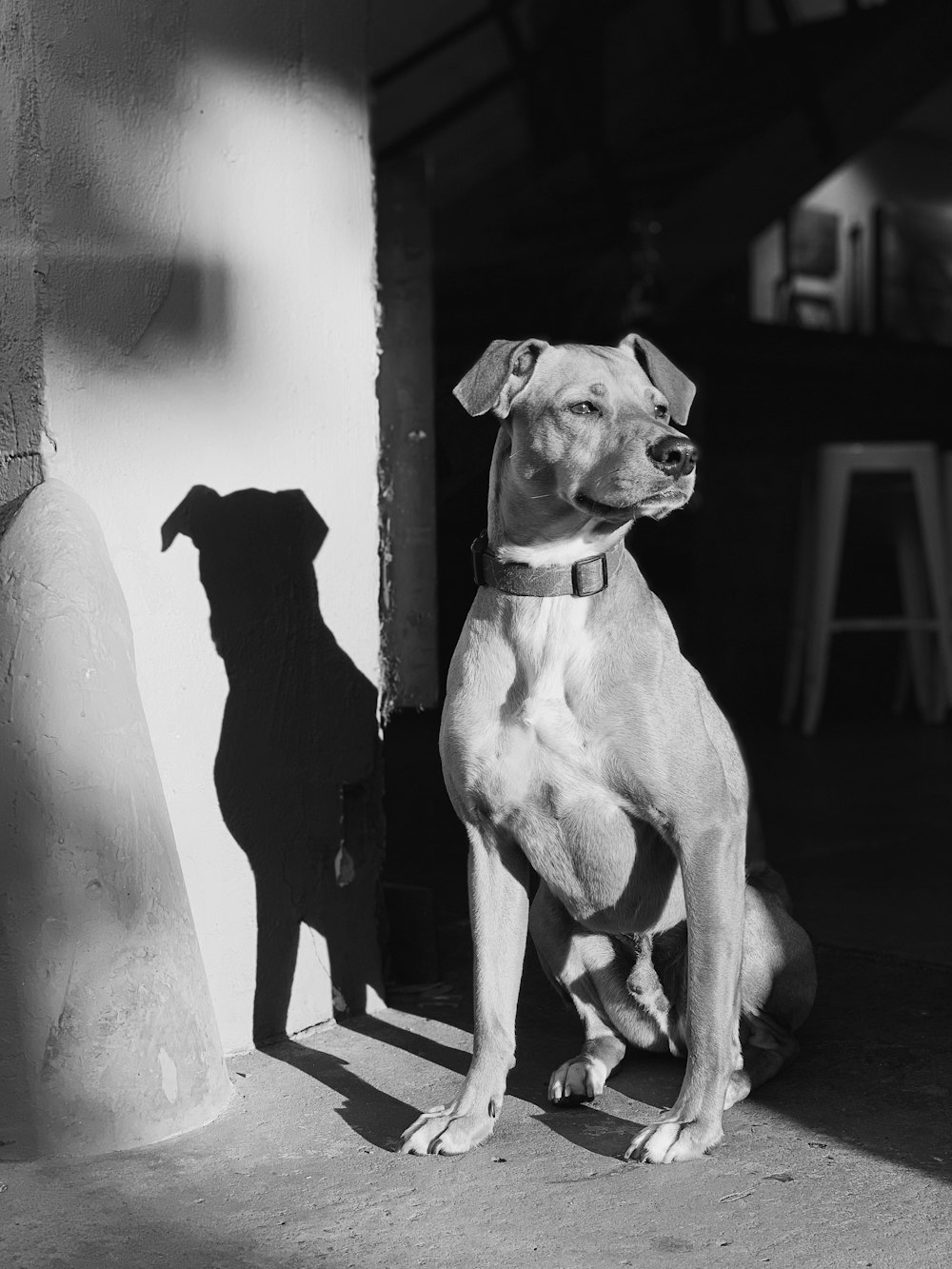 grayscale photography of dog