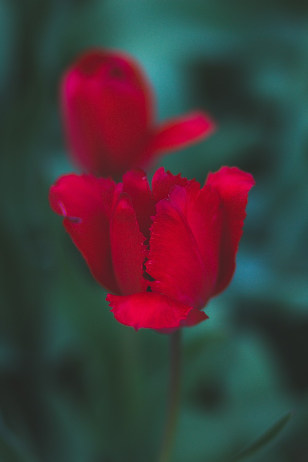 selective focus photography of red tulip flower