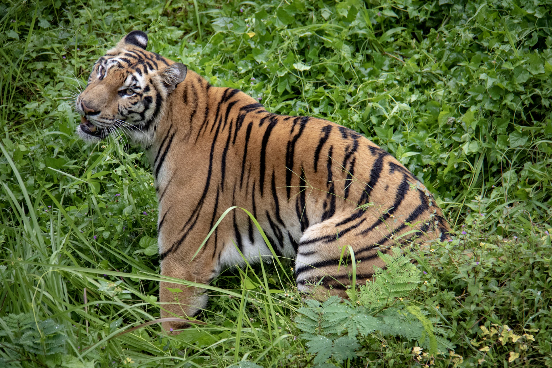 A serene portrait of a Bengal male with a sleek coat, sitting proudly in a lush garden setting in France.