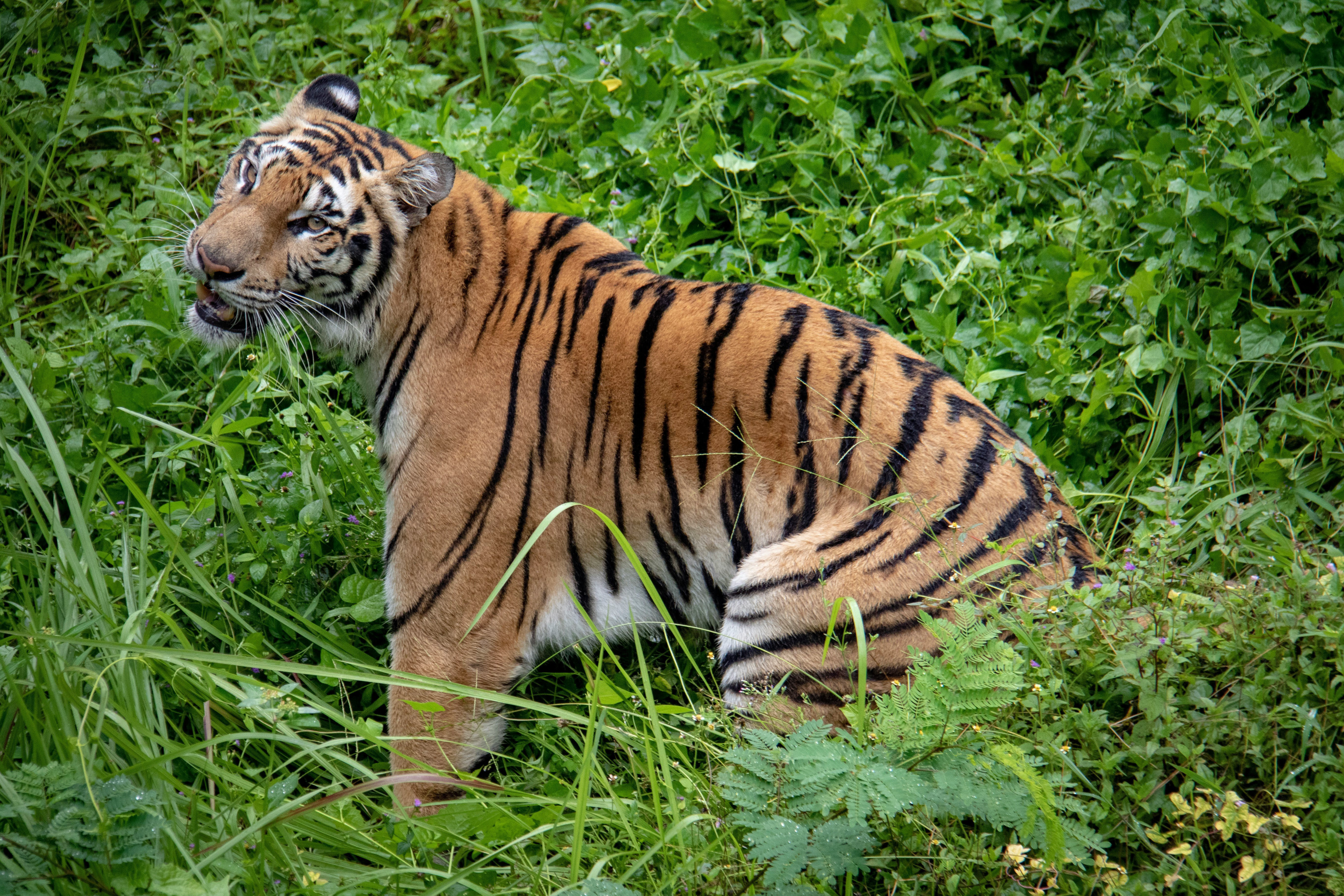 brown tiger sitting on green grass