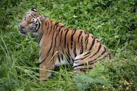 A Bengal tiger is seated in lush green foliage, its vibrant orange coat with black stripes providing a stark contrast to the surrounding greenery. The tiger is gazing to the side, showing its profile and exposing its muscular build.