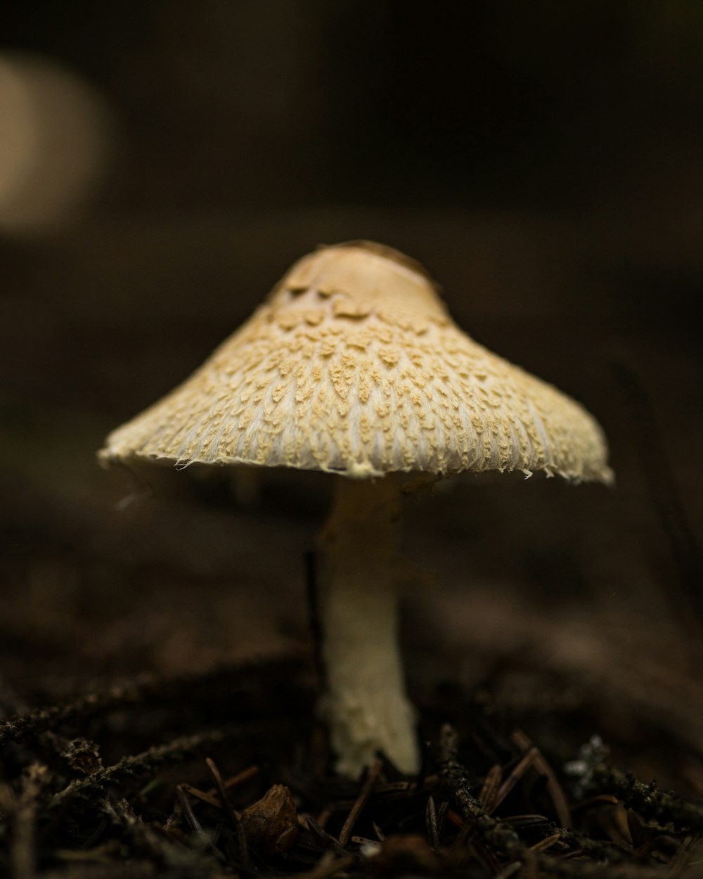 white mushroom in close-up photo