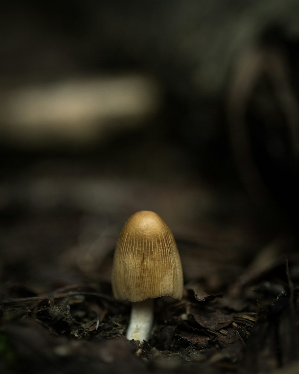 brown mushroom