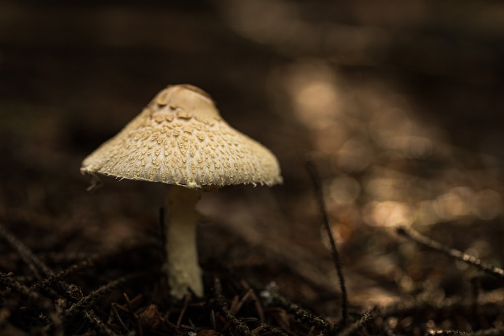 white mushroom