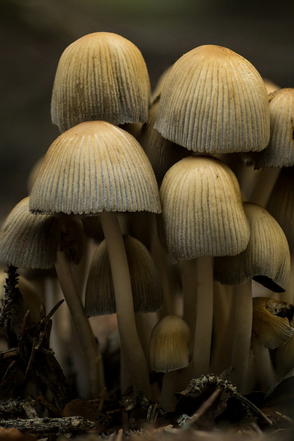 mazzetto di funghi beige