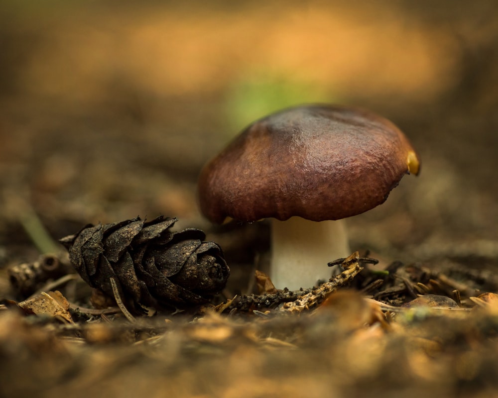 focus photography of brown mushroom