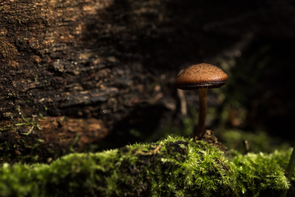 selective focus photo of brown mushroom