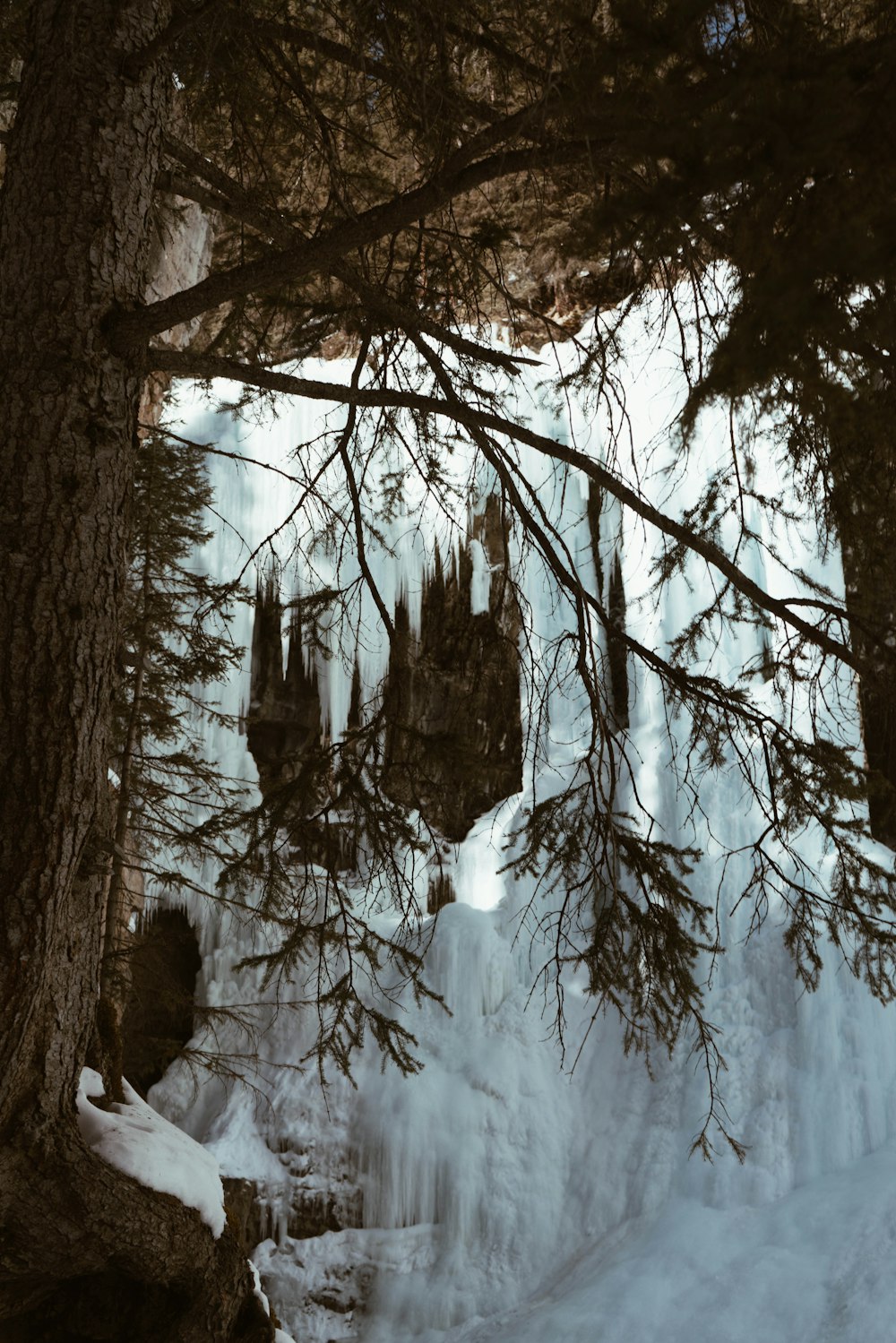 Árbol cubierto de nieve durante el día