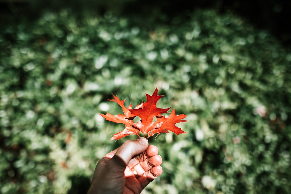 オレンジ色の花のセレクティブフォーカス写真