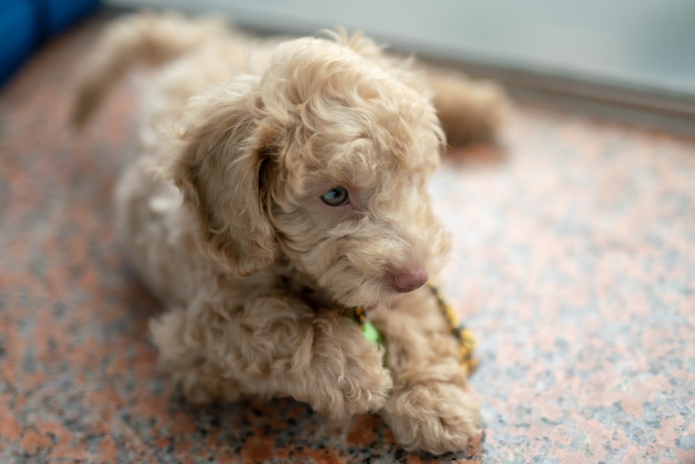 short-coated fawn dog