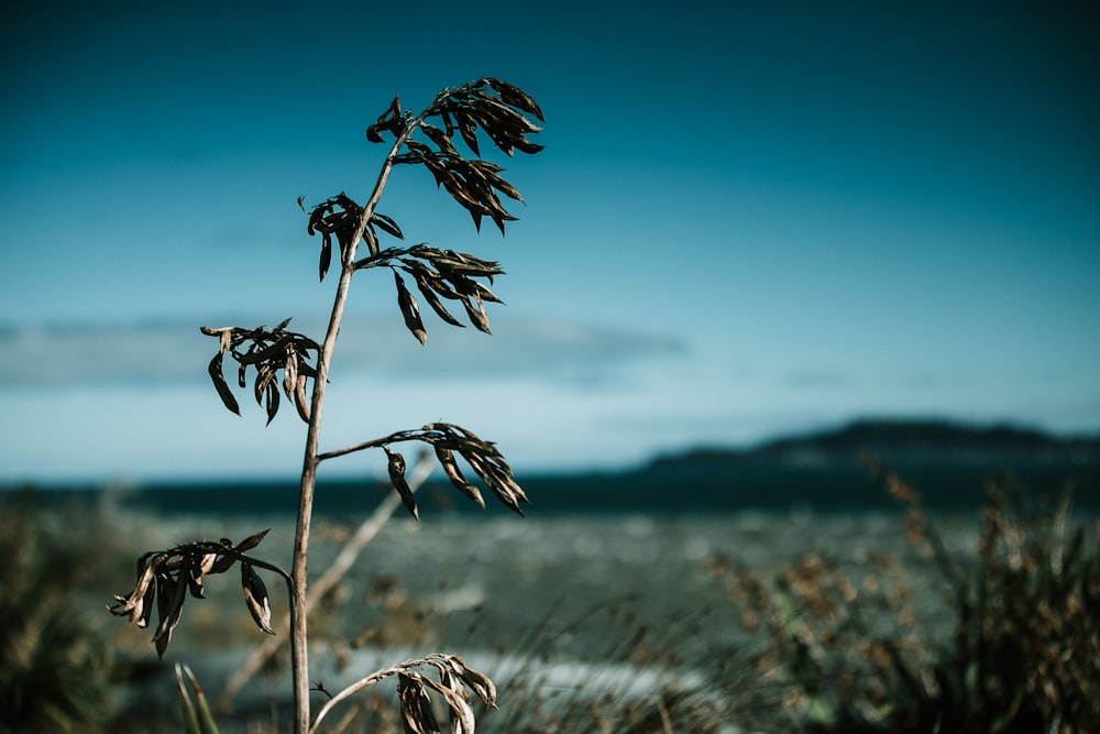 green plant