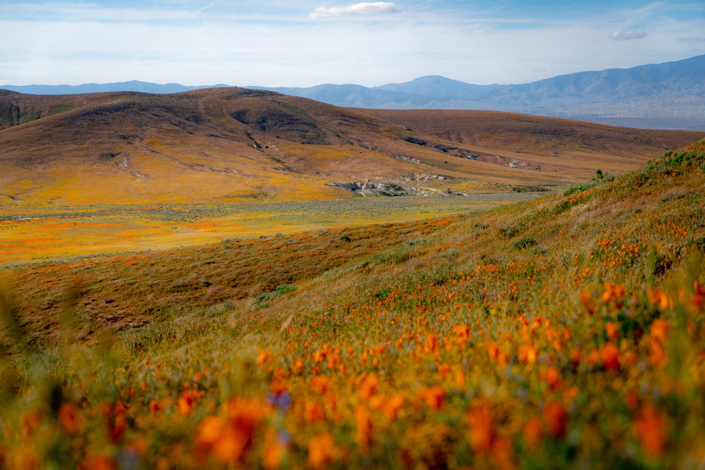 orange flowers green field