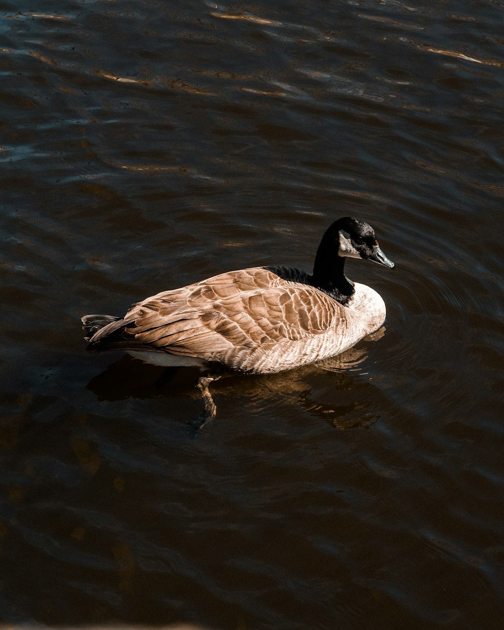 duck on body of water