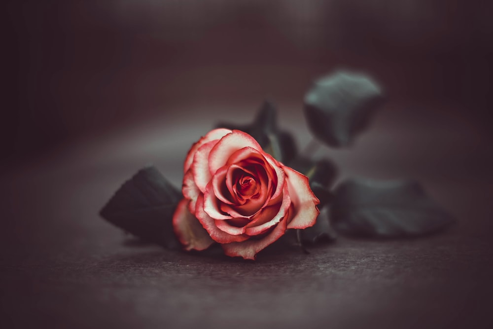 Fotografia a fuoco selettiva del fiore di rosa rossa
