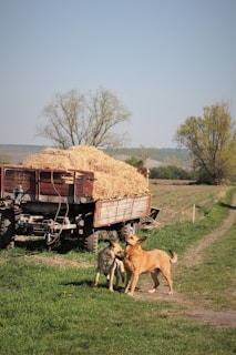 A rural scene with two dogs standing in front of a hay-filled trailer on a farm. The landscape is expansive, featuring green grass, a dirt path, and trees in the background under clear blue skies.