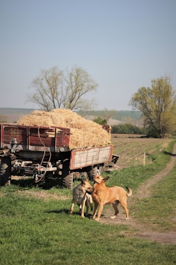 A rural scene with two dogs standing in front of a hay-filled trailer on a farm. The landscape is expansive, featuring green grass, a dirt path, and trees in the background under clear blue skies.
