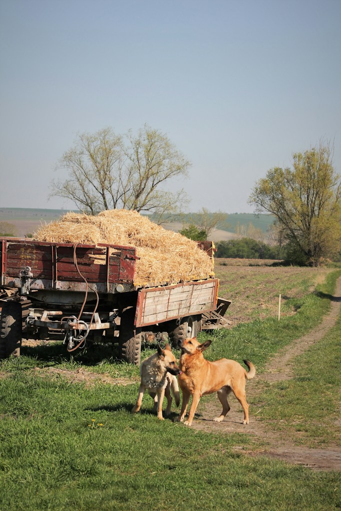 Van deux chevaux neuf
