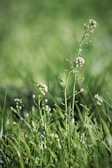 An intimate close-up of wildflowers swaying gently against a blurred natural background.