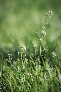 Close-up of delicate wildflowers swaying gently against a blurred natural background.