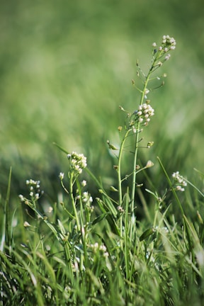 An intimate close-up of wildflowers swaying gently against a blurred natural background.