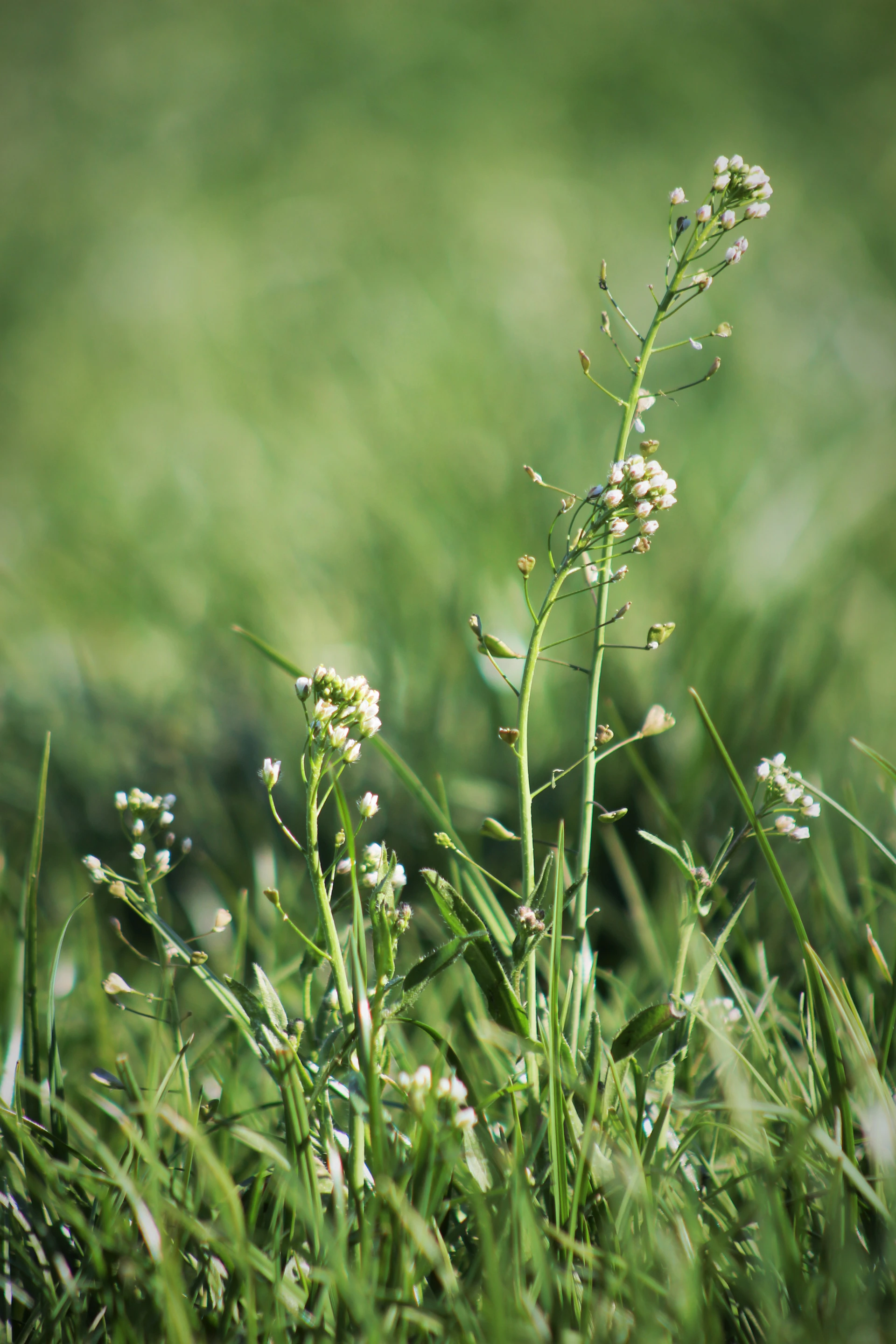A close-up of delicate wildflowers swaying gently in a soft breeze, highlighting nature's intricate details.