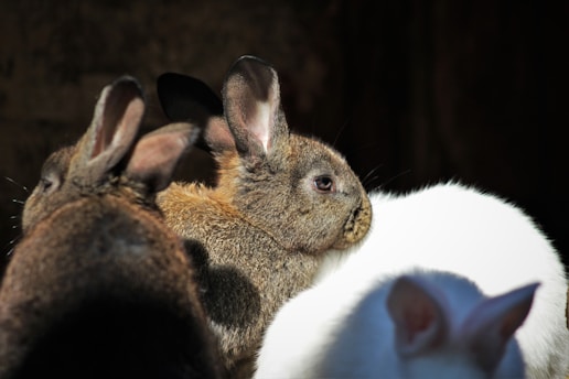 A group of rabbits huddled together, with one prominently in the center displaying a mix of brown and grey fur. The rabbits have large ears, with a soft texture evident on their fur. The lighting creates a contrast, highlighting the central rabbit while others are partially in shadow.