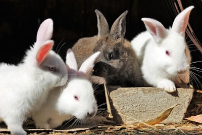 Welches Risiko ist gegeben, wenn ich mein Kaninchen mit Pellets füttere?