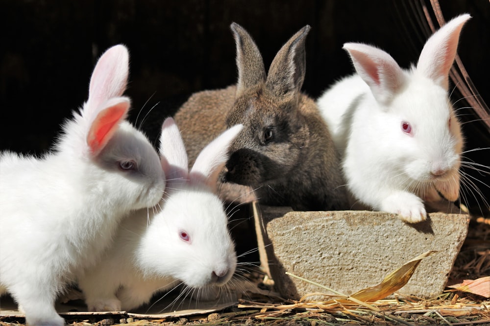 four white and brown rabbits