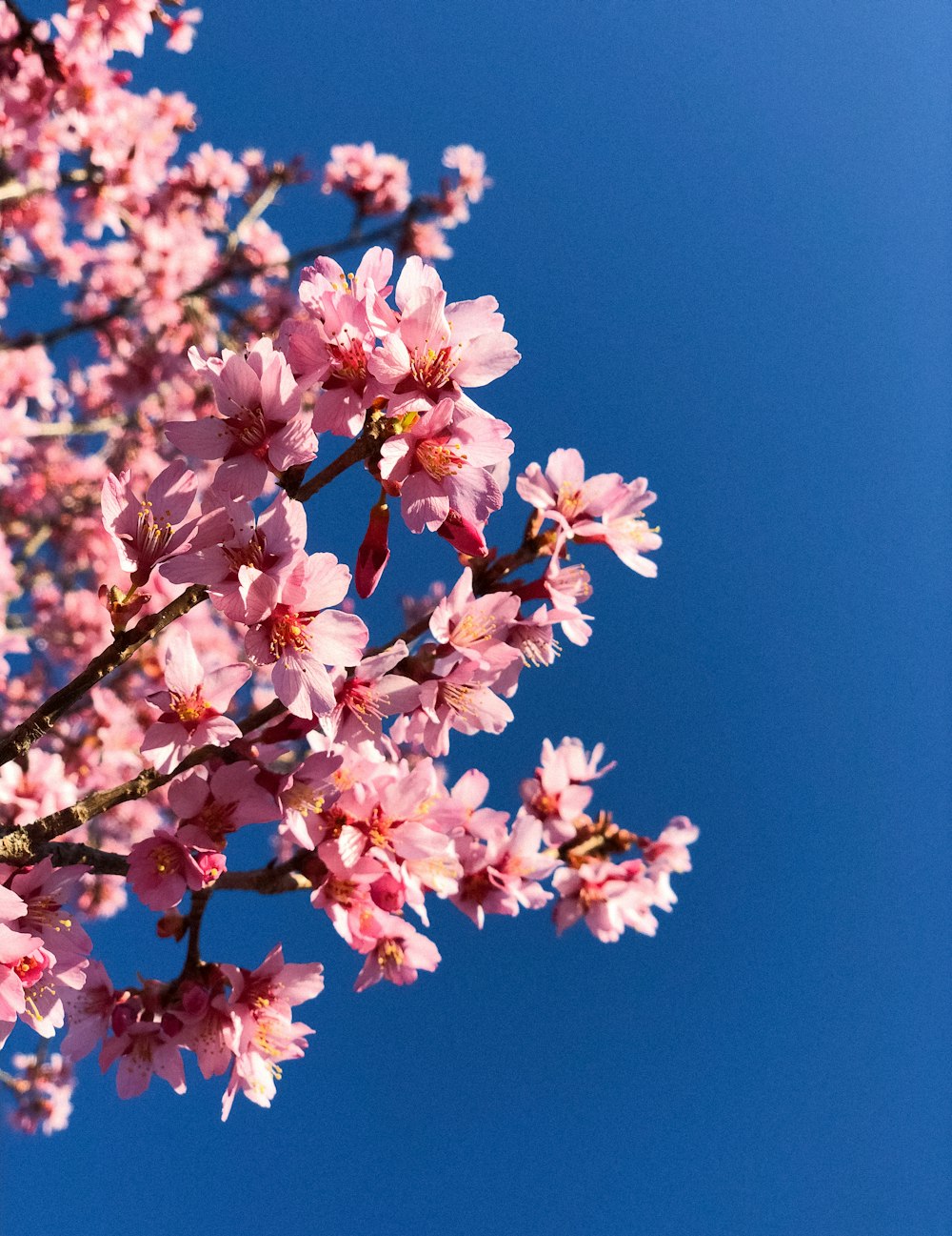 Árbol de Sakura rosa