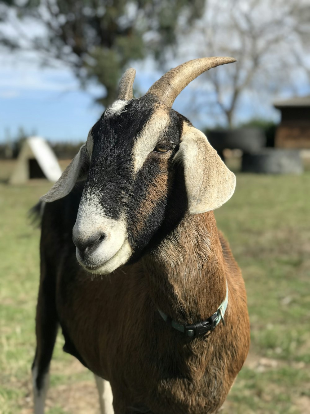 selective focus photography of brown goat