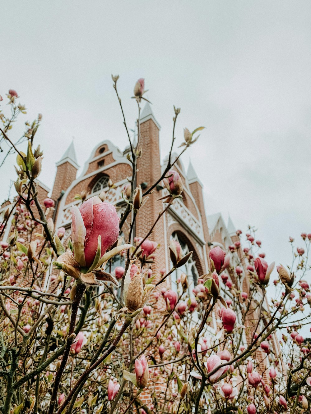 low angled photography of pink petaled flowers in bloom near high rise building