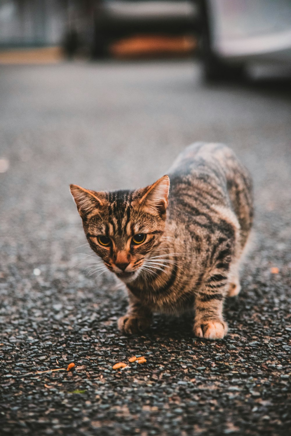 chat brun à fourrure courte marchant sur la route