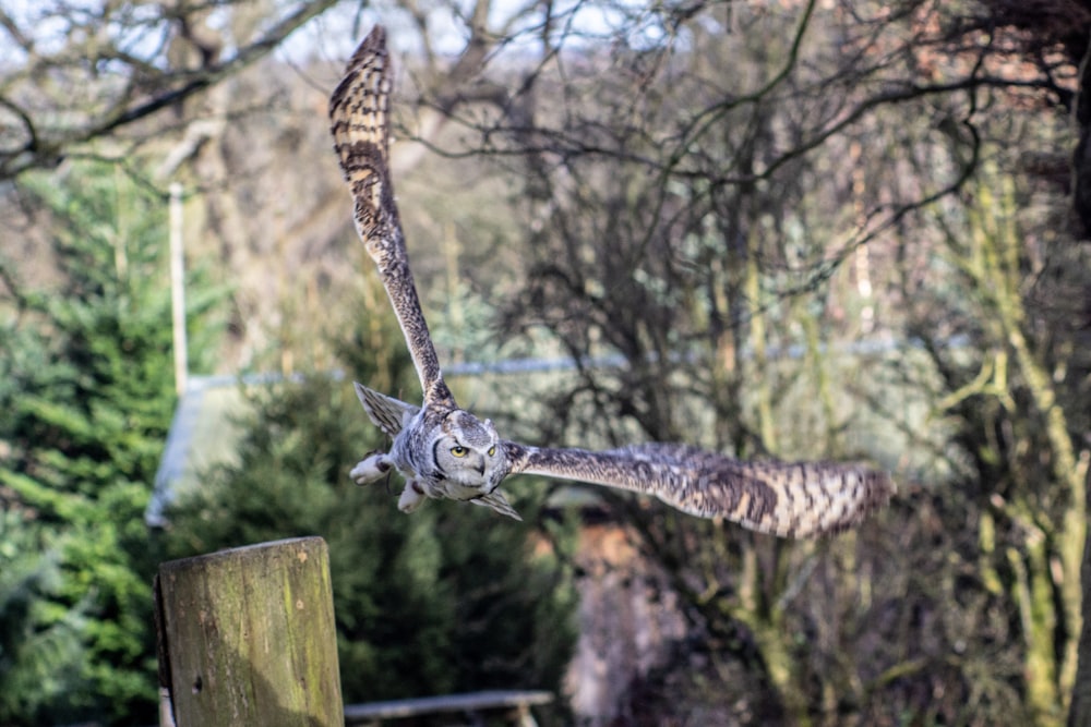 an owl flying over a wooden post in a forest