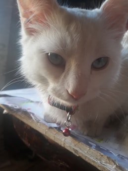 A close-up of a white cat with a fluffy coat and light-colored eyes. The cat is wearing a collar with a small red bell. It appears to be standing on a wooden table with papers scattered around.