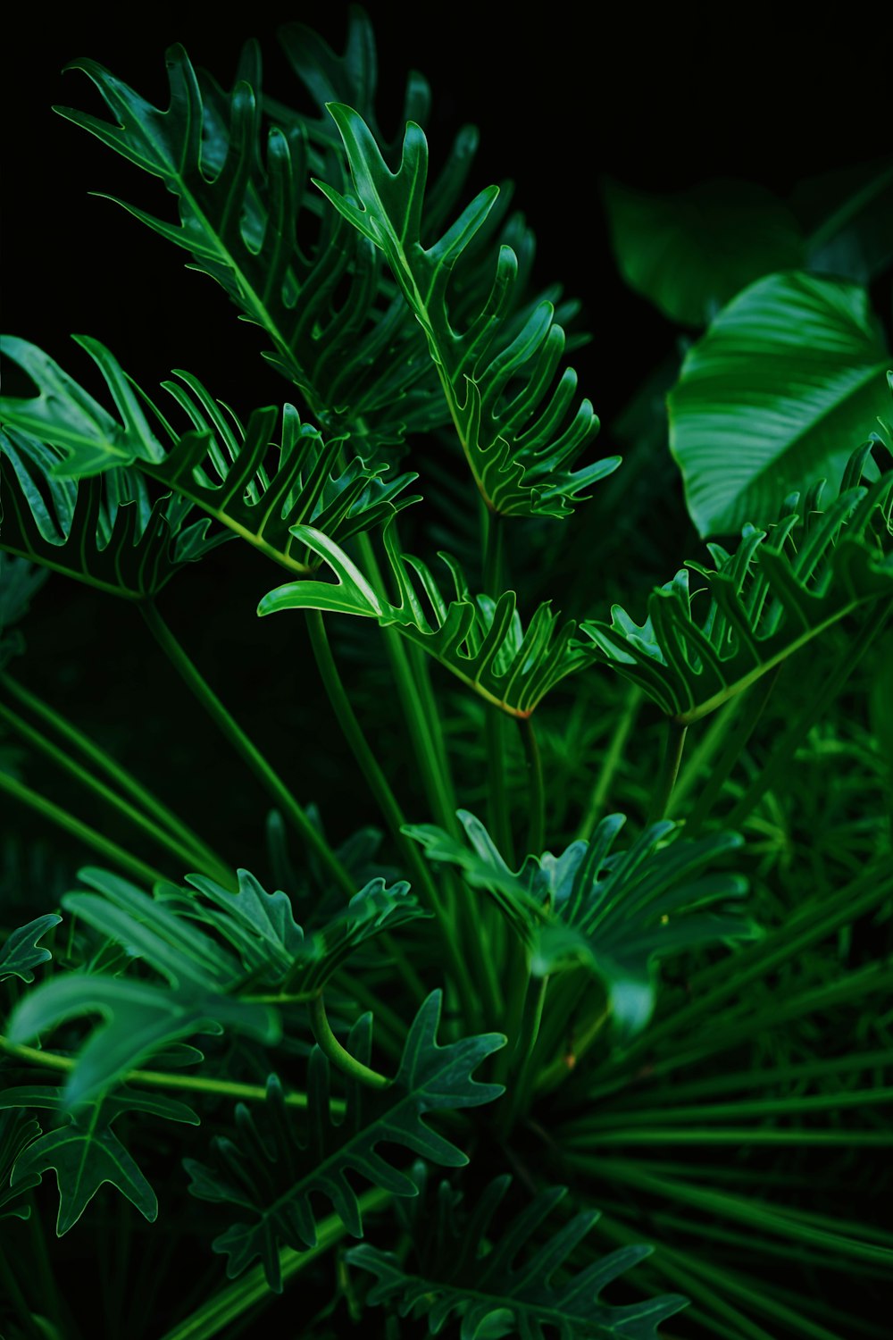 緑の葉の植物