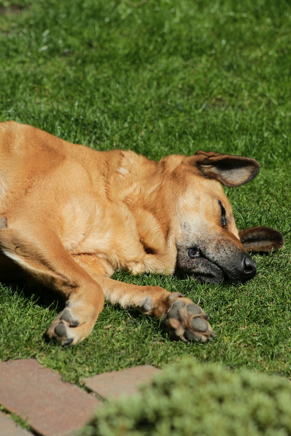 brown dog lying on grass