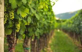 Green vinyard with grapes 