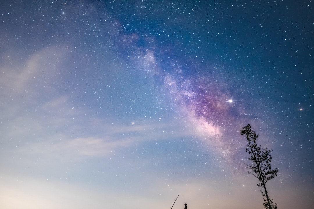 tree under starry night